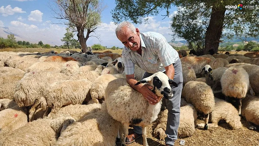 Çoban krizi büyüyor: Bir aylık ücret 130 bin TL'ye çıktı