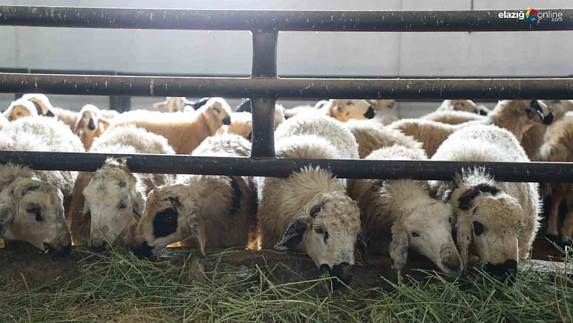 Elazığ'da Kırsal Kalkınmaya Örnek Proje: 120 Başlık Ağıla Devlet Desteği