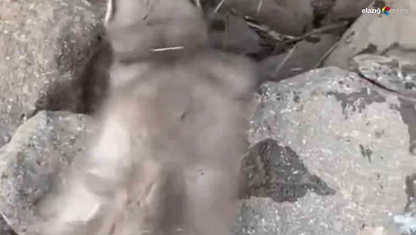 Diyarbakır'da bitkin halde bulunan gelincik, vatandaşlar tarafından görüntülendi