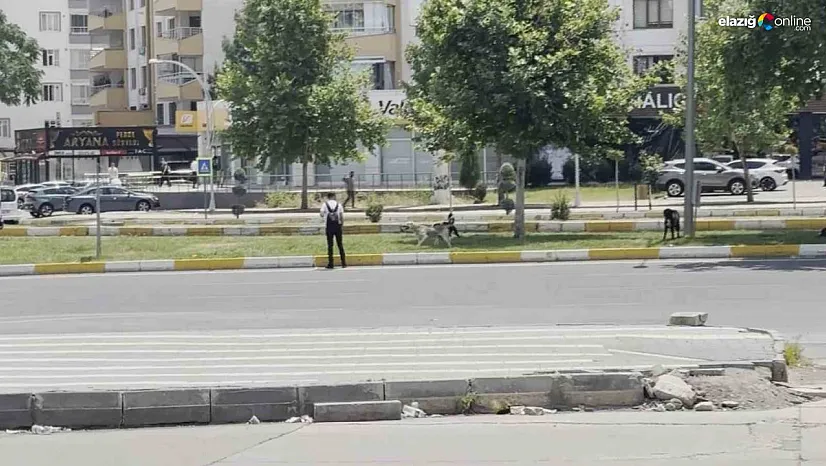 Diyarbakır'da sürü halinde gezen köpekler vatandaşları korkuttu