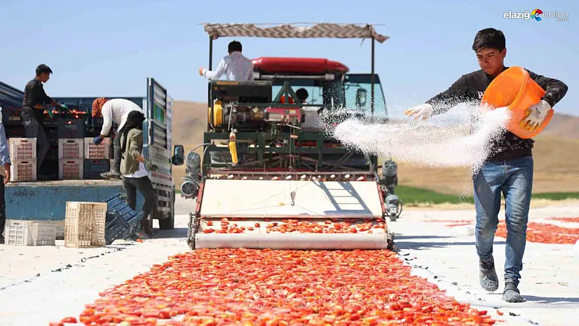Elazığ Domatesi Dünya Pazarında: 15 Bin Ton Rekolte Bekleniyor!