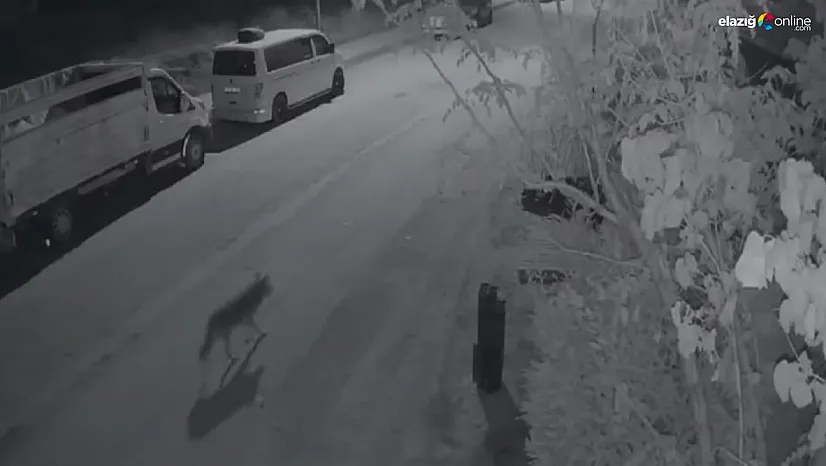 Gece Gezen Kurt, Elazığ'da Mahallede Güvenlik Kameralarına Yansıdı!