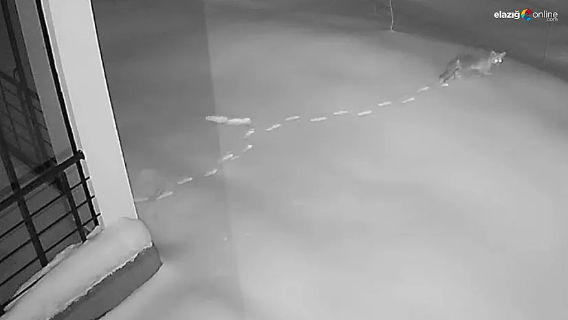 Köy meydanında yaban safarisi! Maden'de aç kalan hayvanlar kapıya dayandı