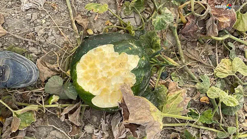 Elazığ'da Domuz Sürüsü Mahsulleri Talan Etti, Çiftçiler İsyanda!