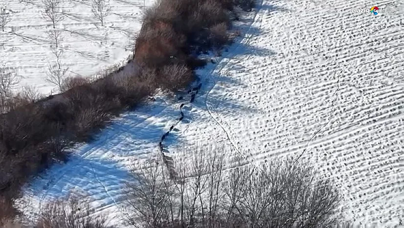 Yiyecek peşine düştüler, kameraya takıldılar! İşte Elazığ kırsalında görsel şölen