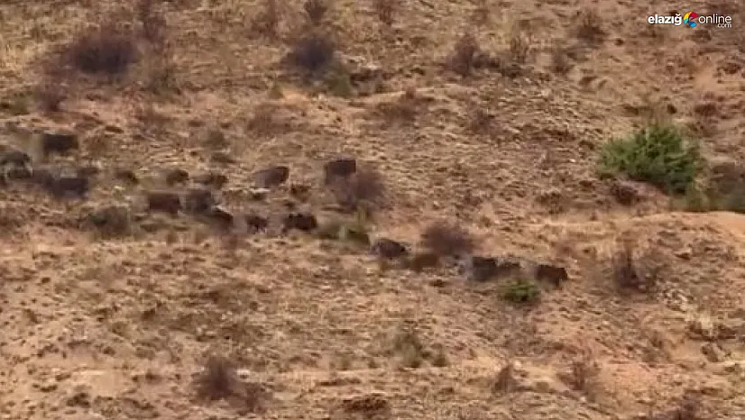 Baskil'de Yiyecek Arayan Domuzlar Kameraya Yakalandı!
