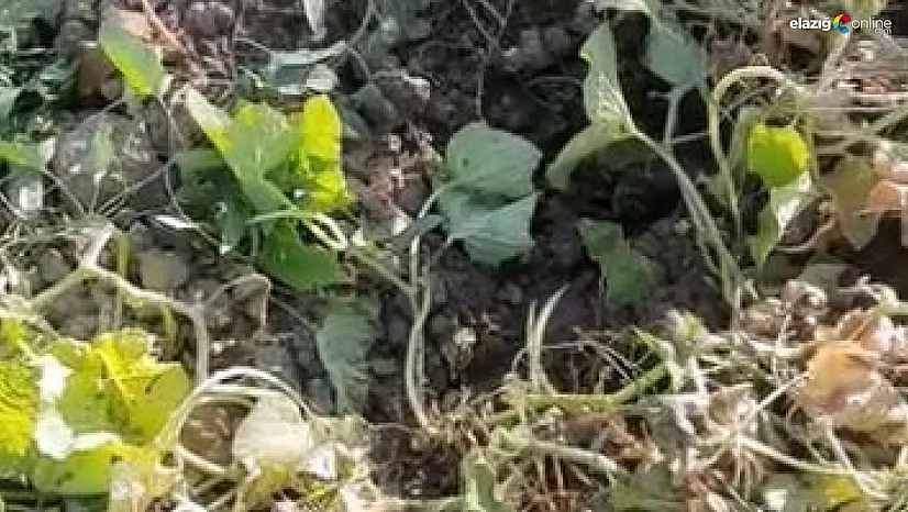 Çiftçiler yetkililerden çözüm bekliyor!