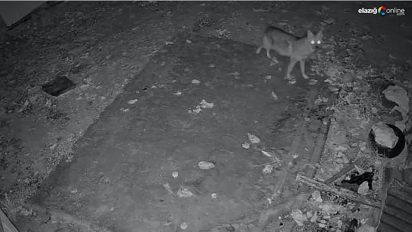 Elazığ'da Köy Sakinlerini Şaşırtan Misafir!