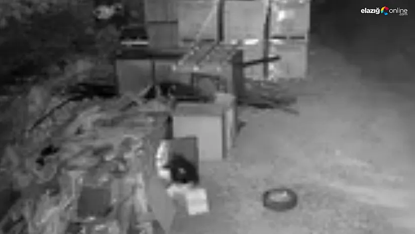 Akçakiraz'da Pes Dedirten Hırsızlık! Güvercinleri Kutuyla Götürdü