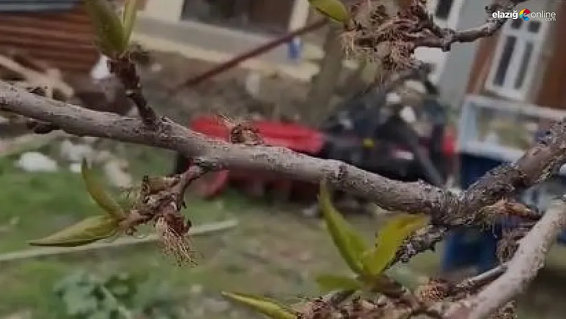 Elazığ'da Don Felaketi: Pincirik'te Kayısılar Yandı!