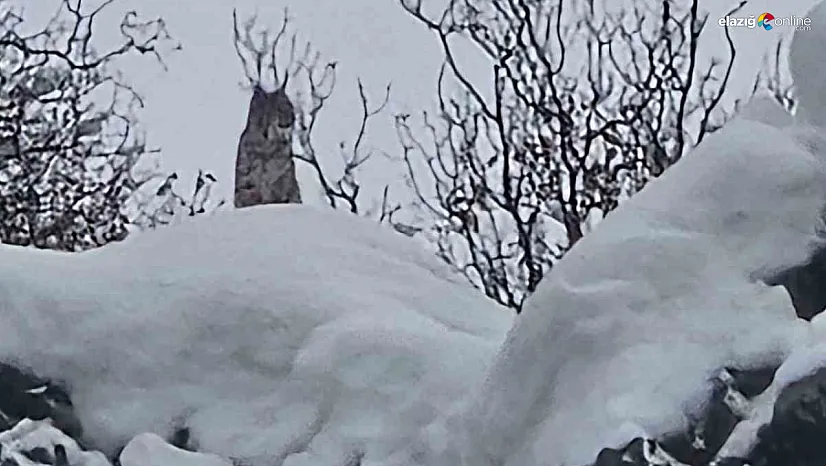 'Ormanın hayaleti' Karakoçan'da iz bıraktı