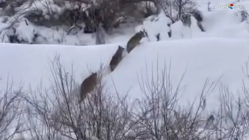 Beyaz örtüde sessiz av: Kurt sürüsünün mezra turu kameraya yansıdı