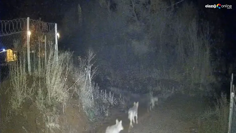 Sivrice Kürk Köyü'nde kurt paniği