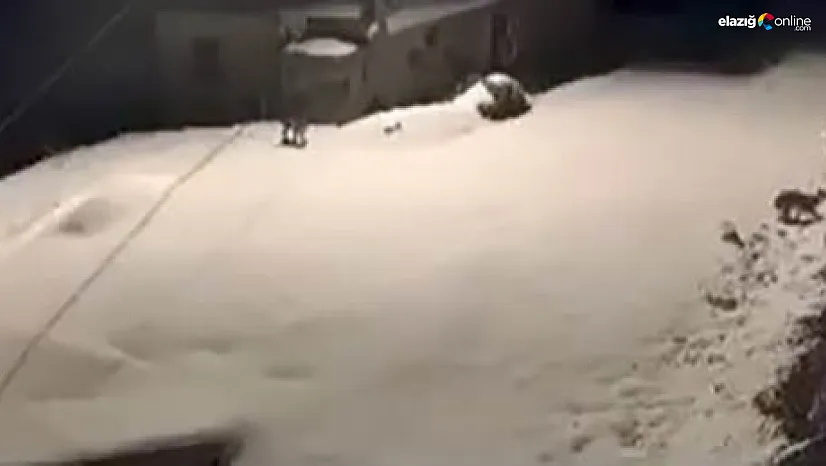 Kapının önünden sessizce geçtiler! Baskil'de vaşakların gece gezintisi kamerada