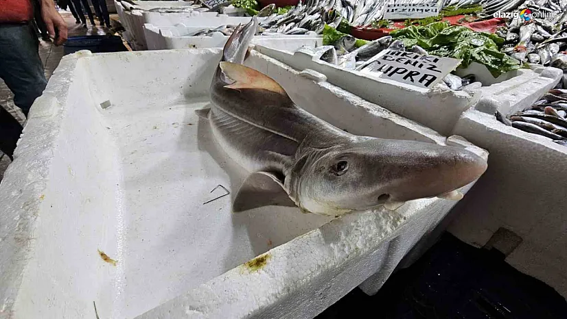 Derin Sulardan Elazığ'a! Kapalı Çarşı'da Köpek Balığı Sürprizi