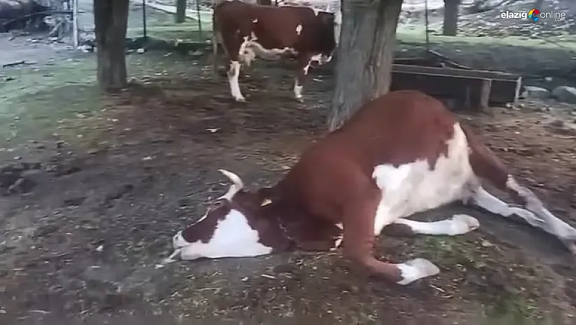 Palu'da Şiddetli Yağış Felakete Yol Açtı: Yıldırım 2 Hayvanı Telef Etti