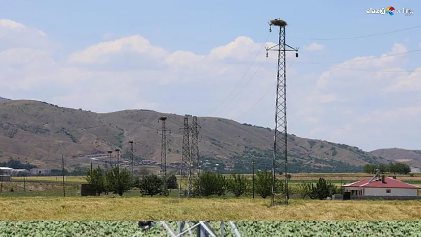Elazığ'ın Murtbağı Köyü Leyleklerin Gözdesi Oldu: Her Direkte Bir Yuva!