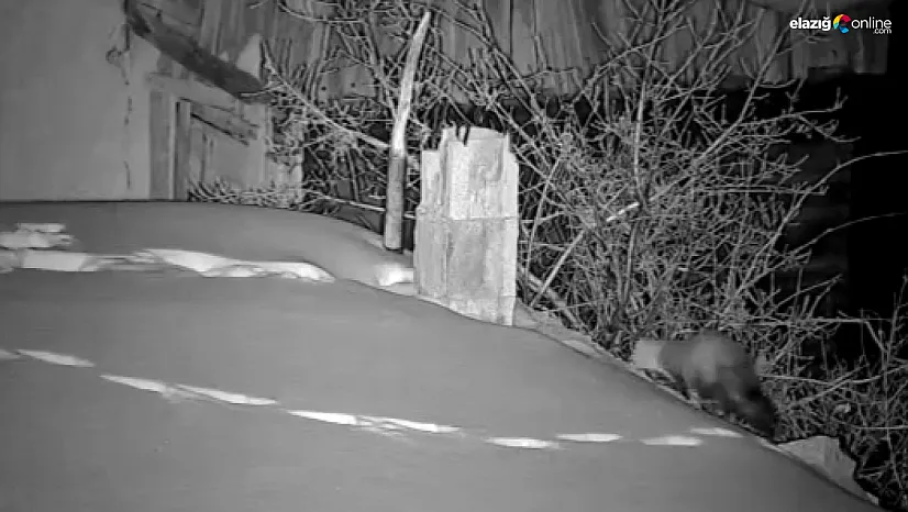 En küçük delikten bile sızıyorlar! Elazığ'da bir köy bu görüntüleri konuşuyor