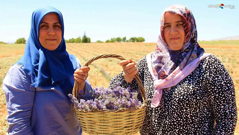 Sırt sırta vererek ektikleri lavanta bahçesinden ilk hasadı aldılar