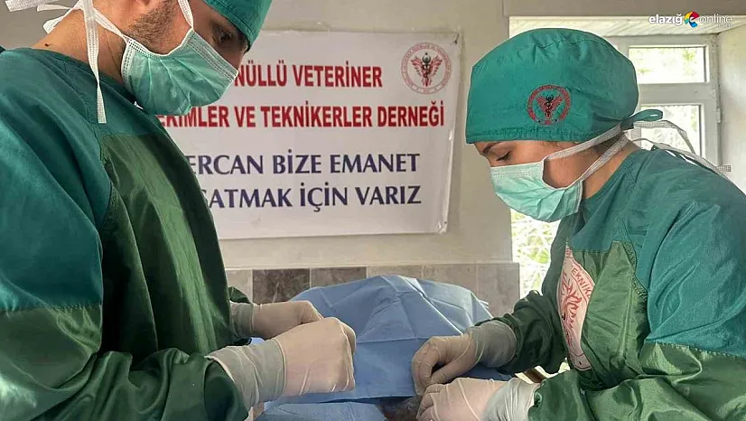 Hozat'ta Sokak hayvanları için çalışma başlatıldı