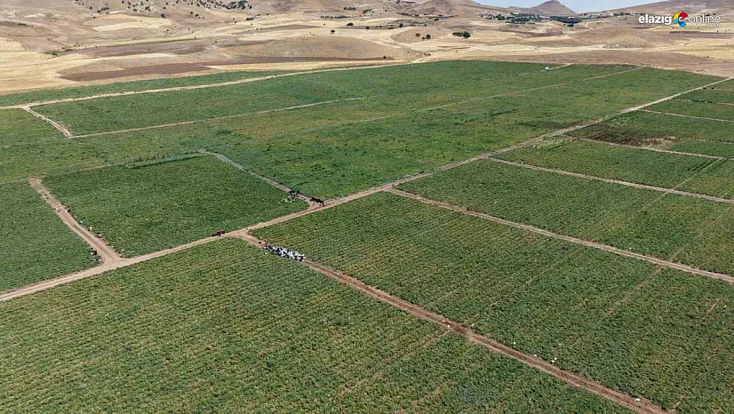 Elazığlı Üreticiden Fiyat Uyarısı: '25 Liraya Almayın, 8 Liraya Tarladan Alın'