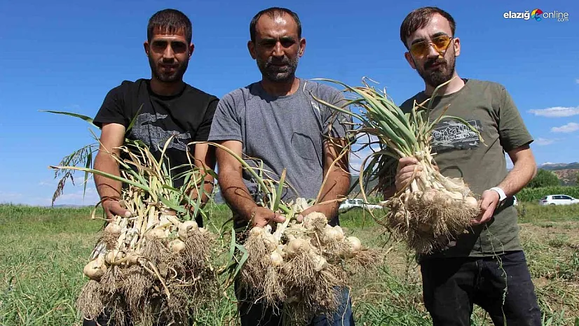 İlk kez ekimini yaptığı sarımsağı hasat etti