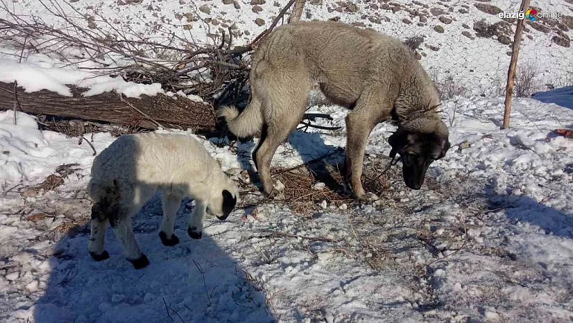 Kangal köpeği kuzunun süt annesi oldu