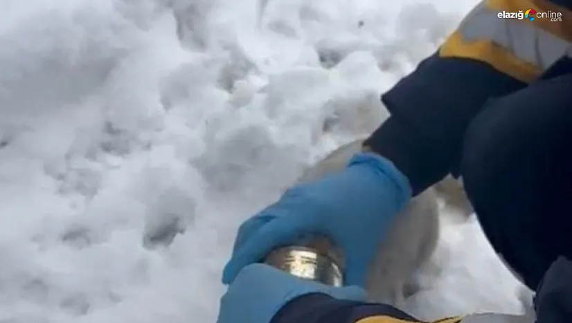 Sadece insan değil, her can onlara emanet! Sağlıkçılardan kalpleri ısıtan müdahale!