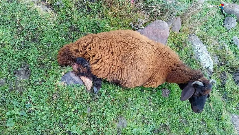 Başıboş köpekler 2 koyunu daha telef etti