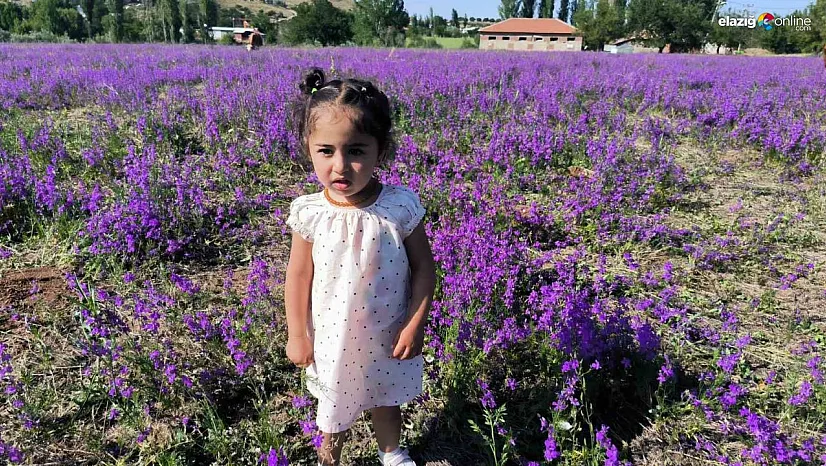 Mor renkli yabani otlar görsel şölen sunuyor