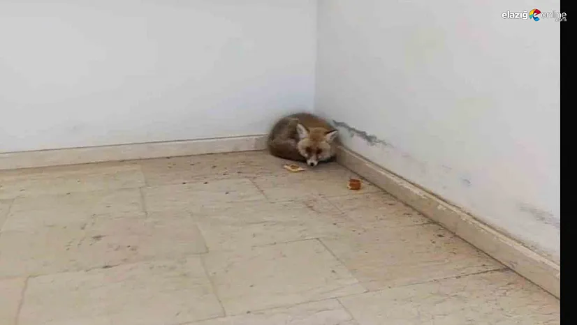 Palu'da ders arası misafir: Okul koridorunda tilki sürprizi!