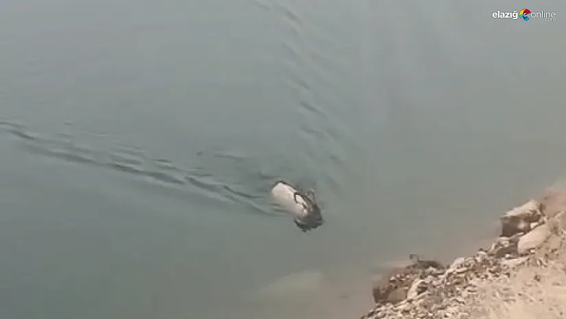 Sarp kayalıkları bıraktı, serin sulara atladı! İşte dağ keçisinin ezber bozan görüntüsü
