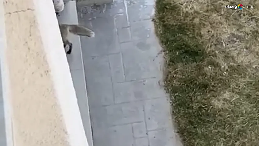 Elazığ'da balkonu açık eve tilki girdi