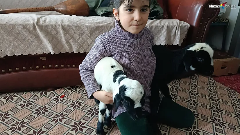 Soğuk hava kuzuları eve taşıdı!