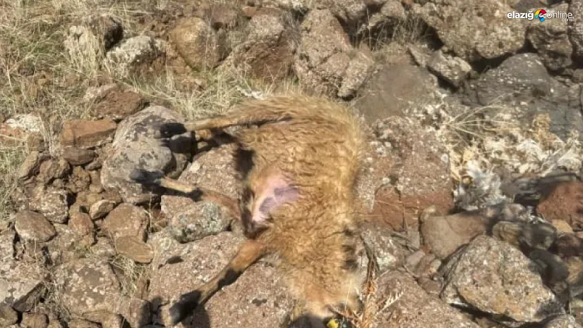 Sürüden ayrılan koyunları kurt kaptı: 28 koyun telef oldu!