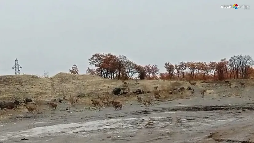 Tunceli'de dağ keçisi sürüsü görüntülendi