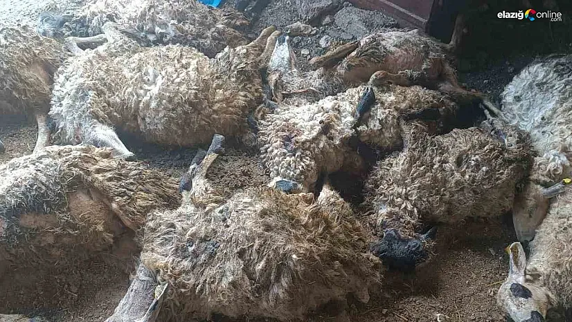 Tunceli'de izdiham oluşan ağılda 11 koyun telef oldu
