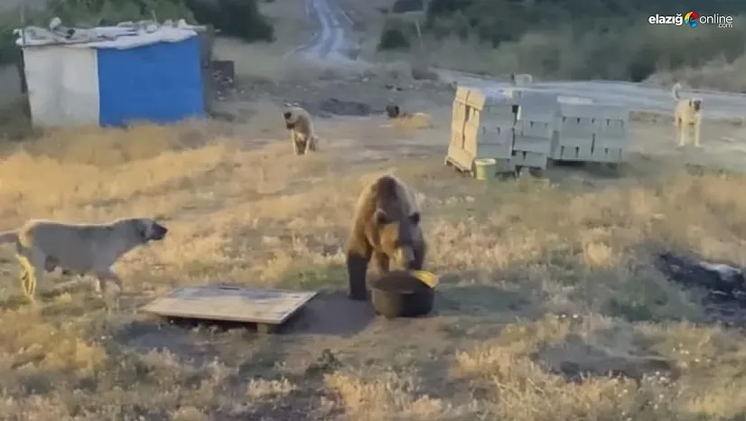 Tunceli'de karakolun davetsiz misafiri: Bozayı