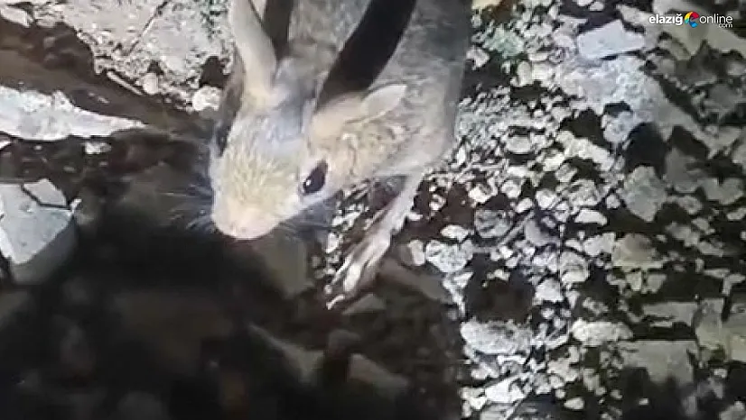 Tunceli'de nesli tükenme tehlikesi altında bulunan Arap tavşanı görüldü