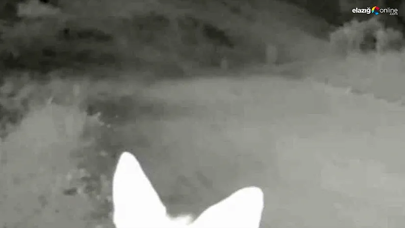 Tunceli'de yaban hayatı kameraya yansıdı