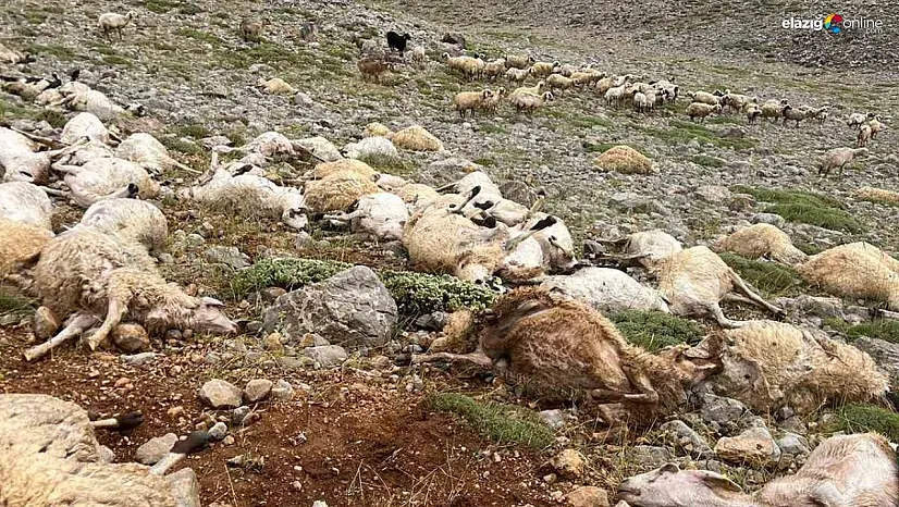Tunceli'de yıldırım isabet eden 200 koyun telef oldu