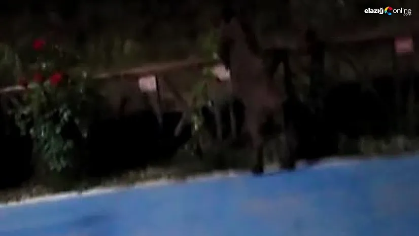 Yaban domuzunun çevikliği şaşırttı