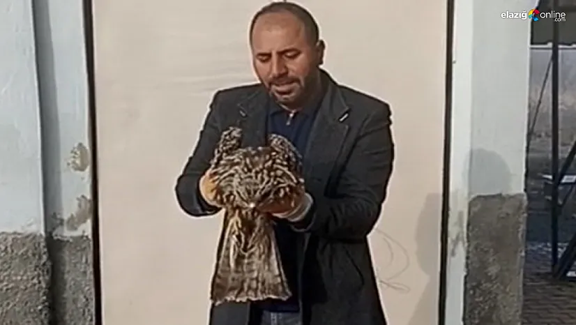 Yaralı kartal koruma altına alındı!