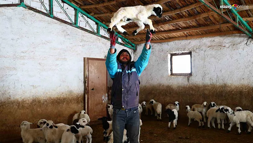 Her gün 3 doğum! İşte Elazığlı besicilerin 'biberonlu' kış mücadelesi