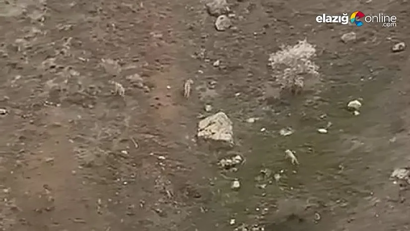 Maden ilçesinde kurt sürüsü böyle görüntülendi