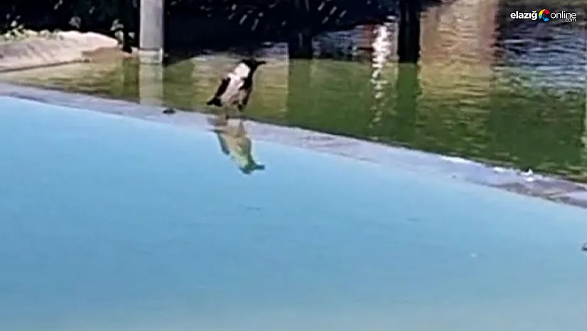 Karganın ağzından çıkanı duyanlar, neye uğradıklarını şaşırdı