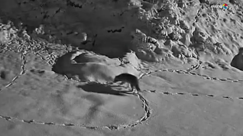 Aç kalan kurt mezraya indi: O anlar kameraya böyle yansıdı!