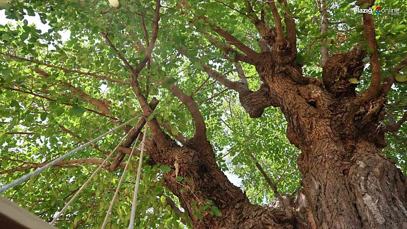 Palu'da 5 Asırlık Dut Ağacı Ziyaretçilerini Büyülüyor!