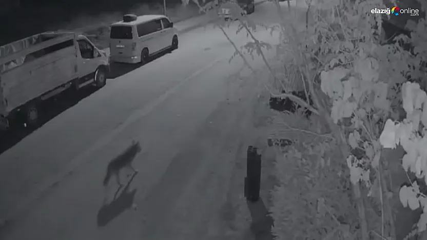 Gece Gezen Kurt, Elazığ'da Mahallede Güvenlik Kameralarına Yansıdı!