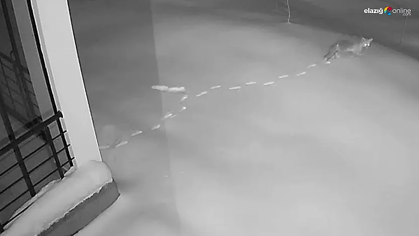 Köy meydanında yaban safarisi! Maden'de aç kalan hayvanlar kapıya dayandı